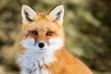 Load image into Gallery viewer, Fox Art Print