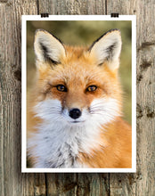 Load image into Gallery viewer, Fox Art Print