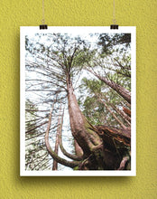 Load image into Gallery viewer, Soaring Tree Art Print